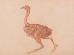 Anatomiczne porównanie budowy ludzkiego ciała z ciałem tygrysa i ptactwa domowego: Kura Dorking, widok z boku autorstwa George Stubbs