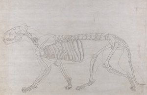 Anatomiczna ekspozycja porównawcza budowy ludzkiego ciała z ciałem tygrysa i zwykłego ptactwa: Szkielet tygrysa, widok z boku autorstwa George Stubbs