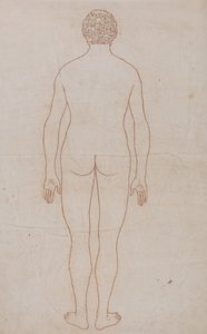 Anatomiczna ekspozycja porównawcza budowy ciała ludzkiego z ciałem tygrysa i ptactwa domowego: Ciało ludzkie, widok z tyłu (rysunek poglądowy do tabeli VII) autorstwa George Stubbs