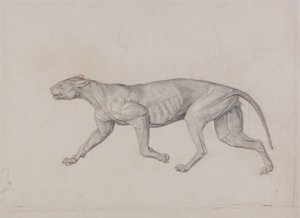 Anatomiczne porównanie budowy ludzkiego ciała z ciałem tygrysa i ptactwa domowego:  Ciało lamparta, widok z boku autorstwa George Stubbs
