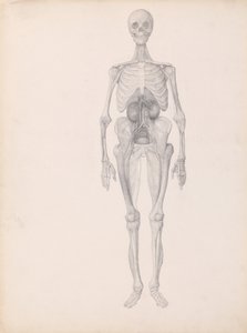 Anatomiczna ekspozycja porównawcza struktury ludzkiego ciała z ciałem tygrysa i ptactwa domowego:  Postać ludzka, widok z przodu (ukończone studium końcowego etapu sekcji) autorstwa George Stubbs