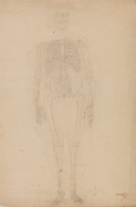 Anatomiczne porównanie budowy ludzkiego ciała z ciałem tygrysa i ptactwa domowego: Ludzki szkielet, widok z przodu autorstwa George Stubbs