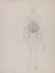 Anatomiczne porównanie budowy ludzkiego ciała z ciałem tygrysa i ptactwa domowego: Postać ludzka, widok z przodu (w dużym zarysie) autorstwa George Stubbs