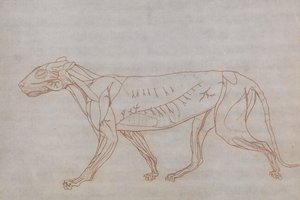 Anatomiczna ekspozycja porównawcza budowy ludzkiego ciała z ciałem tygrysa i zwykłego ptactwa: Ciało tygrysa, widok z boku autorstwa George Stubbs