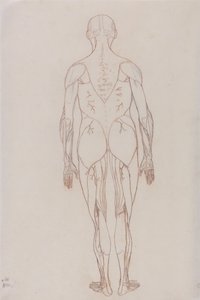 Anatomiczna ekspozycja porównawcza budowy ciała ludzkiego z ciałem tygrysa i ptactwa domowego: Postać ludzka, widok z tyłu (rysunek poglądowy dla rysunku kluczowego do tabeli XII) autorstwa George Stubbs