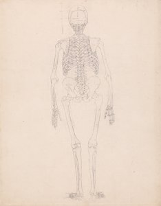 Anatomiczne porównanie budowy ludzkiego ciała z ciałem tygrysa i ptactwa domowego: Ludzki szkielet, widok z tyłu autorstwa George Stubbs