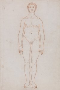 Anatomiczna ekspozycja porównawcza struktury ludzkiego ciała z ciałem tygrysa i zwykłego ptactwa: Studium postaci ludzkiej, widok z przodu (rysunek poglądowy do tabeli VI) autorstwa George Stubbs