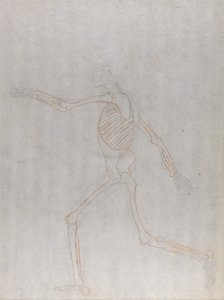Anatomiczne porównanie budowy ludzkiego ciała z ciałem tygrysa i ptactwa domowego: Ludzki szkielet, widok z boku autorstwa George Stubbs