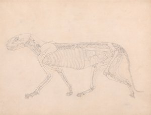 Anatomiczna ekspozycja porównawcza budowy ludzkiego ciała z ciałem tygrysa i zwykłego ptactwa: Ciało tygrysa, widok z boku autorstwa George Stubbs