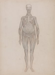 Porównawcza anatomiczna ekspozycja struktury ludzkiego ciała z ciałem tygrysa i zwykłego ptactwa: Postać ludzka, widok z przodu (przeznaczony na płytę, która nigdy nie została opublikowana) autorstwa George Stubbs