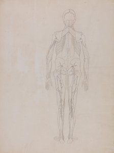 Anatomiczna ekspozycja porównawcza budowy ludzkiego ciała z ciałem tygrysa i ptactwa domowego: Postać ludzka, widok z tyłu (szkic kluczowej postaci z niepublikowanej płyty) autorstwa George Stubbs