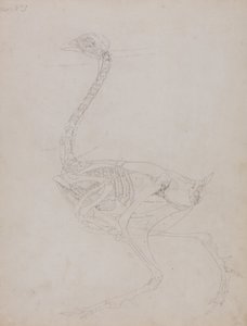 Anatomiczne porównanie budowy ludzkiego ciała z ciałem tygrysa i ptactwa domowego:  Ciało ptaka, widok z boku autorstwa George Stubbs