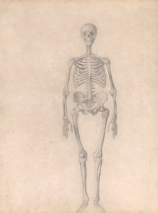 Anatomiczne porównanie budowy ludzkiego ciała z ciałem tygrysa i ptactwa domowego: Ludzki szkielet, widok z przodu (ukończone studium dla tabeli I) autorstwa George Stubbs