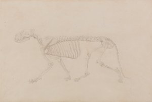 Anatomiczna ekspozycja porównawcza budowy ludzkiego ciała z ciałem tygrysa i zwykłego ptactwa: Szkielet tygrysa, widok z boku (wysoce zaawansowane studium dla Tabeli IV) autorstwa George Stubbs