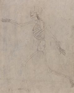 Anatomiczne porównanie budowy ludzkiego ciała z ciałem tygrysa i ptactwa domowego: Ludzki szkielet, widok z boku autorstwa George Stubbs