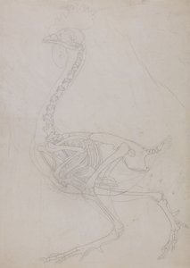 Anatomiczna ekspozycja porównawcza budowy ludzkiego ciała z ciałem tygrysa i ptactwa domowego:  Szkielet ptaka, widok z boku (rysunek konturowy) autorstwa George Stubbs