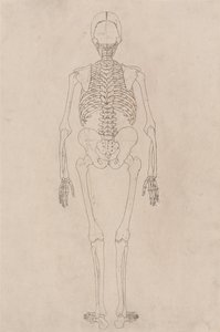 Anatomiczne porównanie budowy ciała ludzkiego z ciałem tygrysa i ptactwa domowego: Ludzki szkielet, widok z tyłu (odnosi się do tabeli II) autorstwa George Stubbs