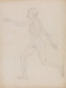 Anatomiczna ekspozycja porównawcza budowy ludzkiego ciała z ciałem tygrysa i ptactwa domowego: Postać ludzka, widok z boku autorstwa George Stubbs