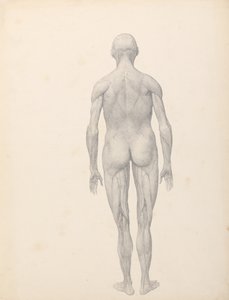 Anatomiczna ekspozycja porównawcza struktury ludzkiego ciała z ciałem tygrysa i zwykłego ptactwa:  Postać ludzka, widok z tyłu, częściowo rozcięta (ukończone studium dla tabeli XII) autorstwa George Stubbs