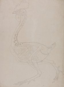 Anatomiczna ekspozycja porównawcza budowy ludzkiego ciała z ciałem tygrysa i ptactwa domowego:  Szkielet ptaka, widok z boku autorstwa George Stubbs