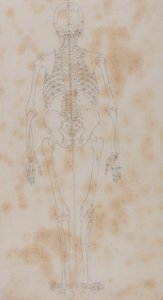Anatomiczna ekspozycja porównawcza struktury ludzkiego ciała z ciałem tygrysa i zwykłego ptactwa: Human Skeleton, Posterior View (Być może pierwsze z badań szkieletu) autorstwa George Stubbs