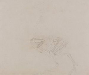 Anatomiczna ekspozycja porównawcza budowy ludzkiego ciała z ciałem tygrysa i ptactwa domowego:  Dorking Hen Body, Lateral View (Badanie mięśni ciała i kończyn na późniejszym etapie sekcji) autorstwa George Stubbs