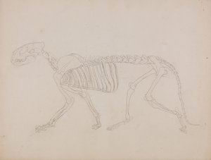 Anatomiczna ekspozycja porównawcza budowy ludzkiego ciała z ciałem tygrysa i zwykłego ptactwa: Szkielet tygrysa, widok z boku autorstwa George Stubbs
