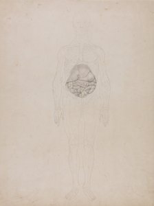 Anatomiczna ekspozycja porównawcza budowy ciała ludzkiego z ciałem tygrysa i ptactwa domowego: Postać ludzka, widok z przodu (rysunek konturowy) autorstwa George Stubbs