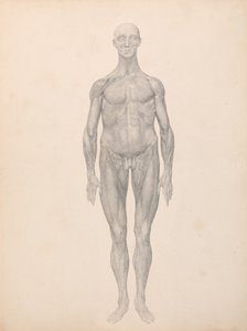 Anatomiczna ekspozycja porównawcza struktury ludzkiego ciała z ciałem tygrysa i zwykłego ptactwa: Postać ludzka, widok z przodu, usunięta skóra i leżące pod nią warstwy powięzi (ukończone badanie dla tabeli XI) autorstwa George Stubbs