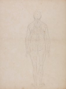 Anatomiczna ekspozycja porównawcza budowy ludzkiego ciała z ciałem tygrysa i ptactwa domowego: Postać ludzka, widok z tyłu autorstwa George Stubbs
