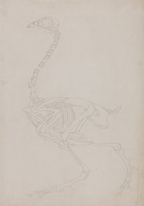 Anatomiczna ekspozycja porównawcza budowy ludzkiego ciała z ciałem tygrysa i ptactwa domowego:  Szkielet ptaka, widok z boku autorstwa George Stubbs