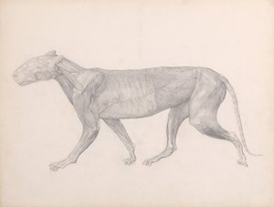 Anatomiczne porównanie budowy ludzkiego ciała z ciałem tygrysa i ptactwa domowego:  Tygrys, widok boczny, z usuniętą tkanką łączną pokrywającą mięśnie (ukończone studium dla tabeli XIV) autorstwa George Stubbs