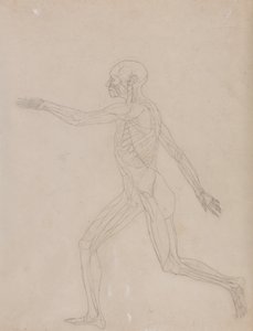Anatomiczna ekspozycja porównawcza budowy ludzkiego ciała z ciałem tygrysa i ptactwa domowego: Postać ludzka, widok z boku autorstwa George Stubbs