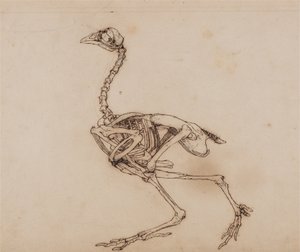 Anatomiczna ekspozycja porównawcza struktury ludzkiego ciała z ciałem tygrysa i zwykłego ptactwa:  Szkielet kury z Dorking, widok z boku (prawdopodobnie przygotowany dla niepublikowanego kluczowego rysunku) autorstwa George Stubbs
