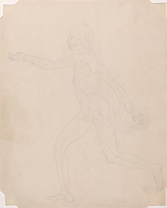 Anatomiczna ekspozycja porównawcza budowy ludzkiego ciała z ciałem tygrysa i ptactwa domowego: Postać ludzka, widok z boku autorstwa George Stubbs