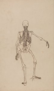 Anatomiczna ekspozycja porównawcza budowy ludzkiego ciała z ciałem tygrysa i ptactwa domowego: Ludzki szkielet, widok z tyłu autorstwa George Stubbs