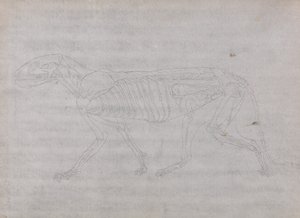 Anatomiczne porównanie budowy ludzkiego ciała z ciałem tygrysa i ptactwa domowego: Ciało tygrysa, widok z boku autorstwa George Stubbs