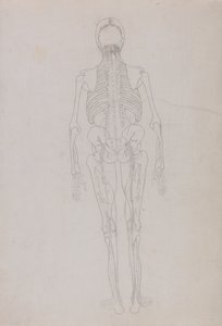 Anatomiczna ekspozycja porównawcza budowy ludzkiego ciała z ciałem tygrysa i ptactwa domowego: Human Figure, Posterior View (Rysunek konturowy kluczowej figury przedstawiający końcowy etap sekcji) autorstwa George Stubbs