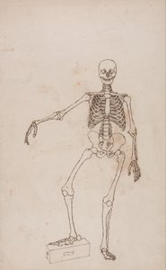 Anatomiczne porównanie budowy ludzkiego ciała z ciałem tygrysa i ptactwa domowego: Ludzki szkielet, widok z przodu autorstwa George Stubbs