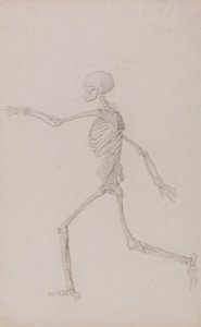 Anatomiczna ekspozycja porównawcza budowy ludzkiego ciała z ciałem tygrysa i ptactwa domowego: Ludzki szkielet, widok z boku widziany z lewej strony, biegnący (ukończone studium dla tabeli III) autorstwa George Stubbs