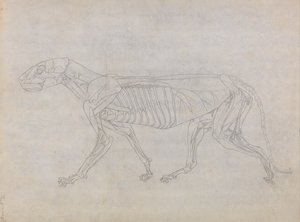 Anatomiczne porównanie budowy ludzkiego ciała z ciałem tygrysa i ptactwa domowego: Ciało tygrysa, widok z boku autorstwa George Stubbs