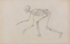 Anatomiczna ekspozycja porównawcza budowy ludzkiego ciała z ciałem tygrysa i ptactwa domowego: Ludzki szkielet, widok z boku (w pozycji pełzającej; ukończone studium dla niepublikowanej tabeli) autorstwa George Stubbs
