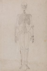 Anatomiczne porównanie budowy ludzkiego ciała z ciałem tygrysa i ptactwa domowego:  Ludzki szkielet, widok z przodu (studium końcowe) autorstwa George Stubbs