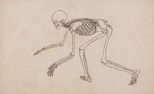 Anatomiczne porównanie budowy ludzkiego ciała z ciałem tygrysa i ptactwa domowego: Ludzki szkielet, widok z boku autorstwa George Stubbs