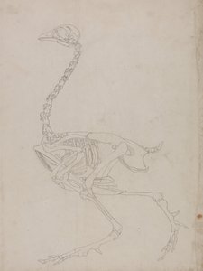 Anatomiczna ekspozycja porównawcza budowy ludzkiego ciała z ciałem tygrysa i ptactwa domowego:  Szkielet ptaka, widok z boku (rysunek szkieletu) autorstwa George Stubbs