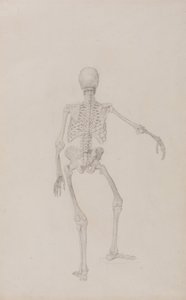 Anatomiczna ekspozycja porównawcza budowy ludzkiego ciała z ciałem tygrysa i ptactwa domowego: Ludzki szkielet, widok z tyłu (wyciągnięte prawe ramię; ukończone studium dla niepublikowanej tabeli) autorstwa George Stubbs