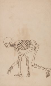 Anatomiczne porównanie budowy ludzkiego ciała z ciałem tygrysa i ptactwa domowego: Ludzki szkielet, widok z boku autorstwa George Stubbs
