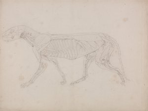Anatomiczne porównanie budowy ludzkiego ciała z ciałem tygrysa i ptactwa domowego: Ciało tygrysa, widok z boku autorstwa George Stubbs