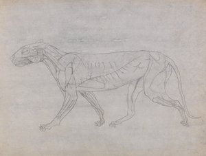 Anatomiczne porównanie budowy ludzkiego ciała z ciałem tygrysa i ptactwa domowego: Ciało tygrysa, widok z boku autorstwa George Stubbs
