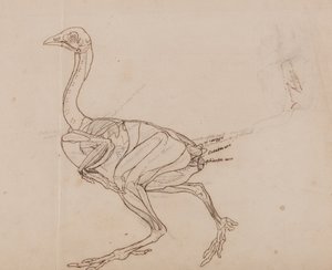 Anatomiczna ekspozycja porównawcza budowy ludzkiego ciała z ciałem tygrysa i ptactwa domowego:  Ciało kury Dorking, widok z boku (zarys mięśni) autorstwa George Stubbs